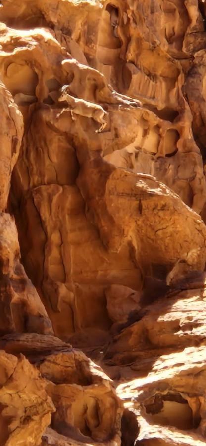 Bedouin Oasis Wadi Rum