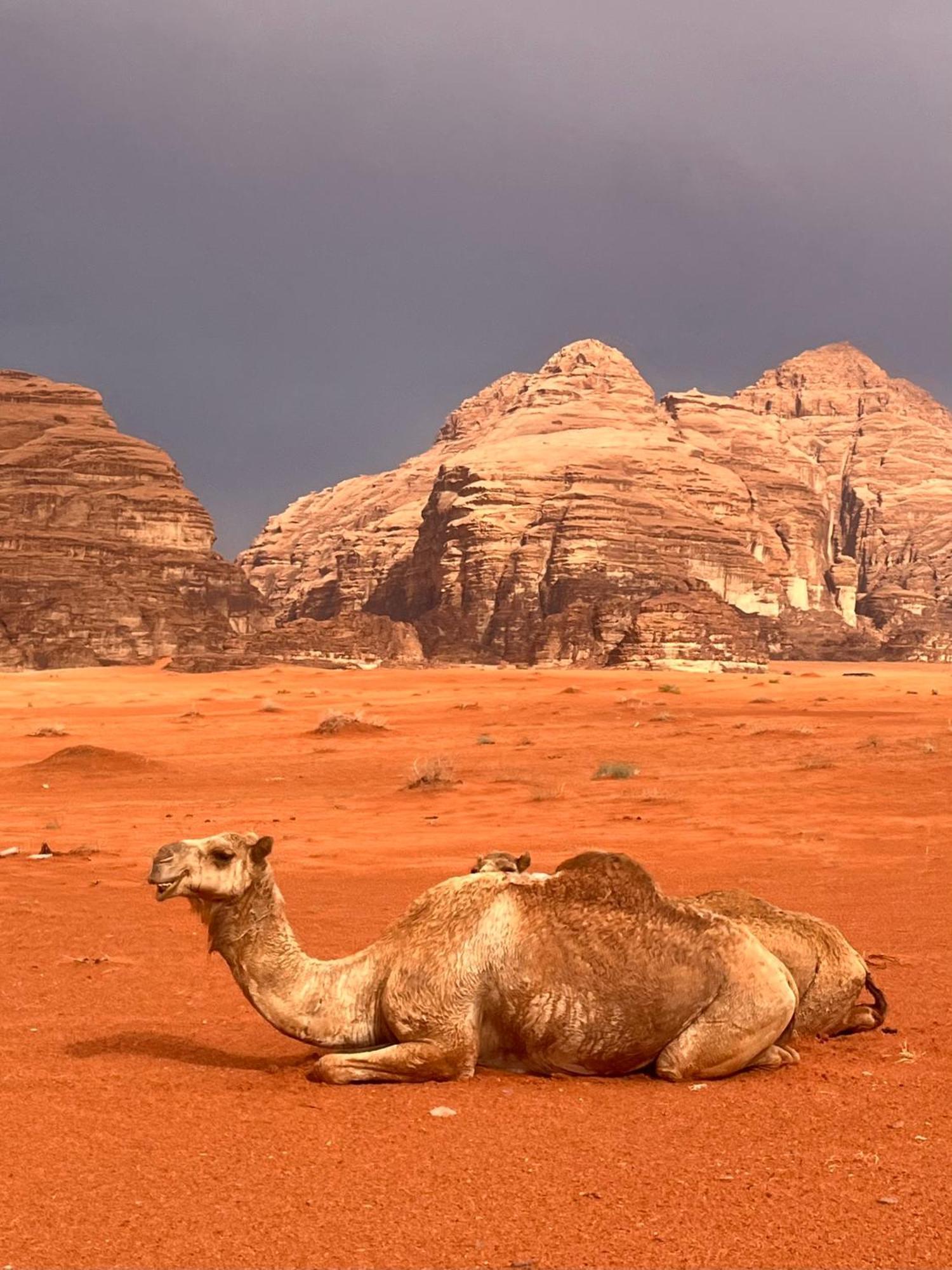 Bedouin Oasis Luxury tent